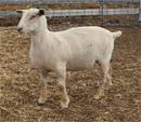 Sheep Trax Minerva 497M
